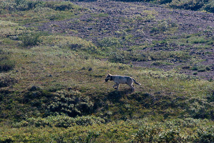 Denali National Park and State Park