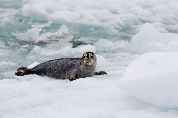 Tracy Arm - Ford's Terror Wilderness