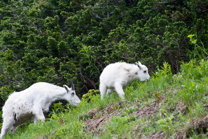 Glacier National Park