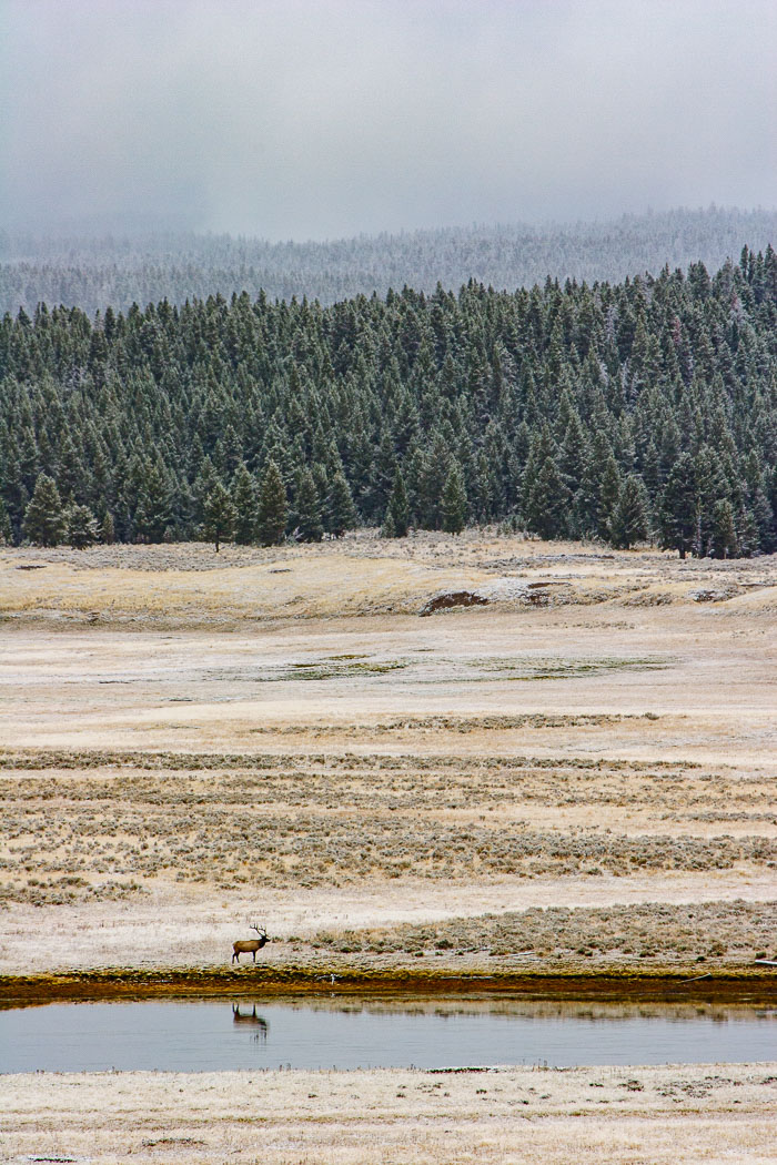 Yellowstone - Charismatic Megafauna
