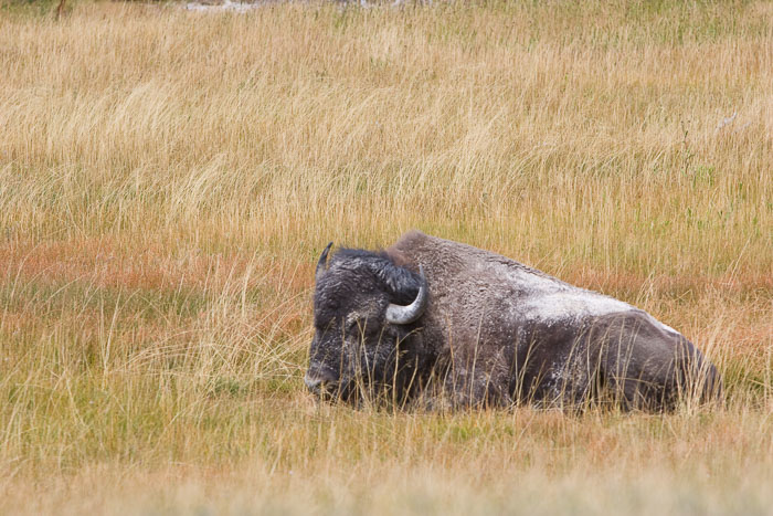 Yellowstone - Charismatic Megafauna