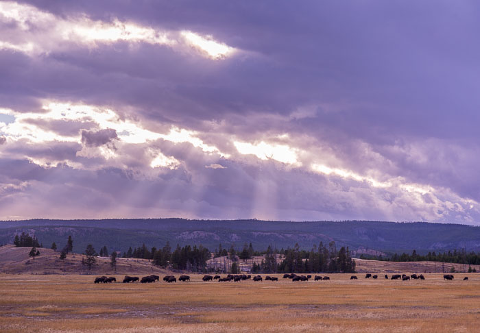 Yellowstone - Charismatic Megafauna
