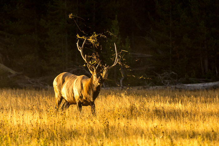 Yellowstone - Charismatic Megafauna