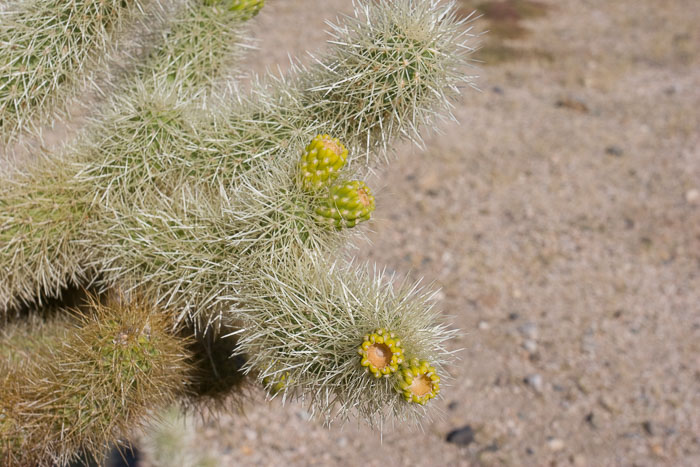Joshua Tree National Park