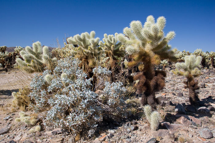 Joshua Tree National Park