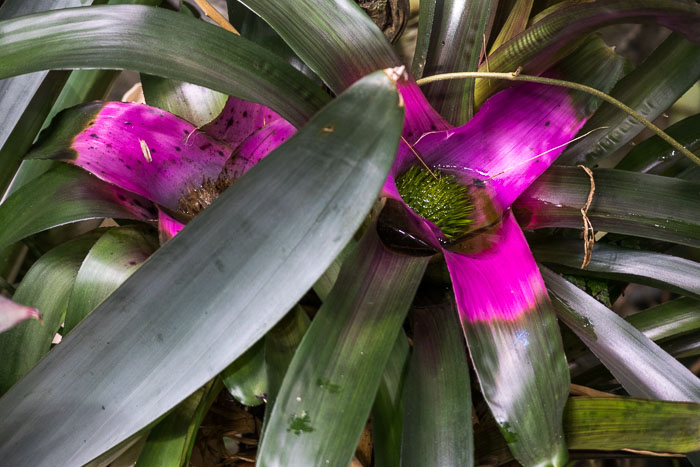Golden Gate Park
