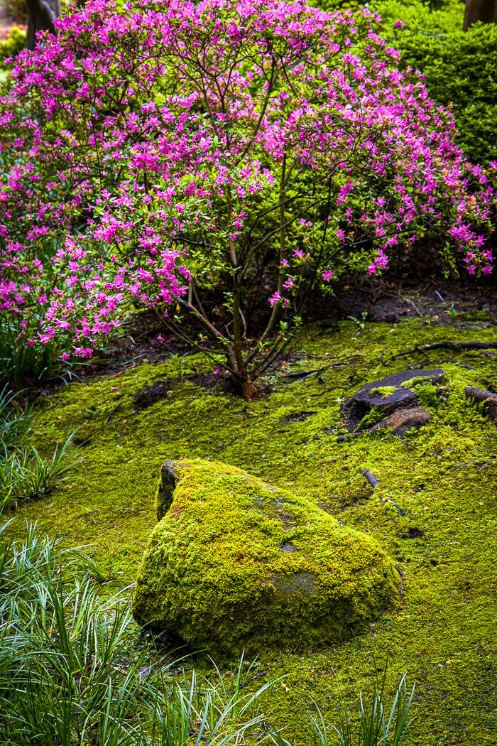 Japanese Tea Garden - Golden Gate Park