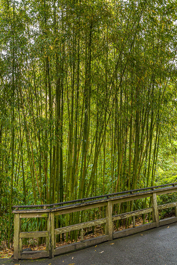 Japanese Tea Garden - Golden Gate Park