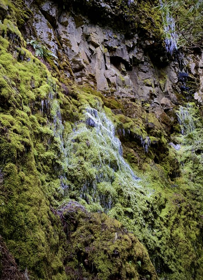 Estacada River Trail