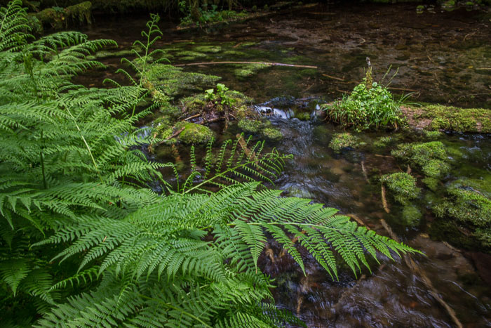 Mckenzie River Valley