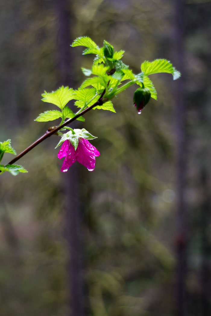 Silver Falls State Park
