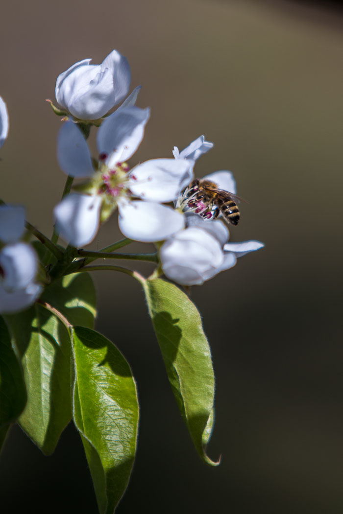 Hood River Valley Blossoms