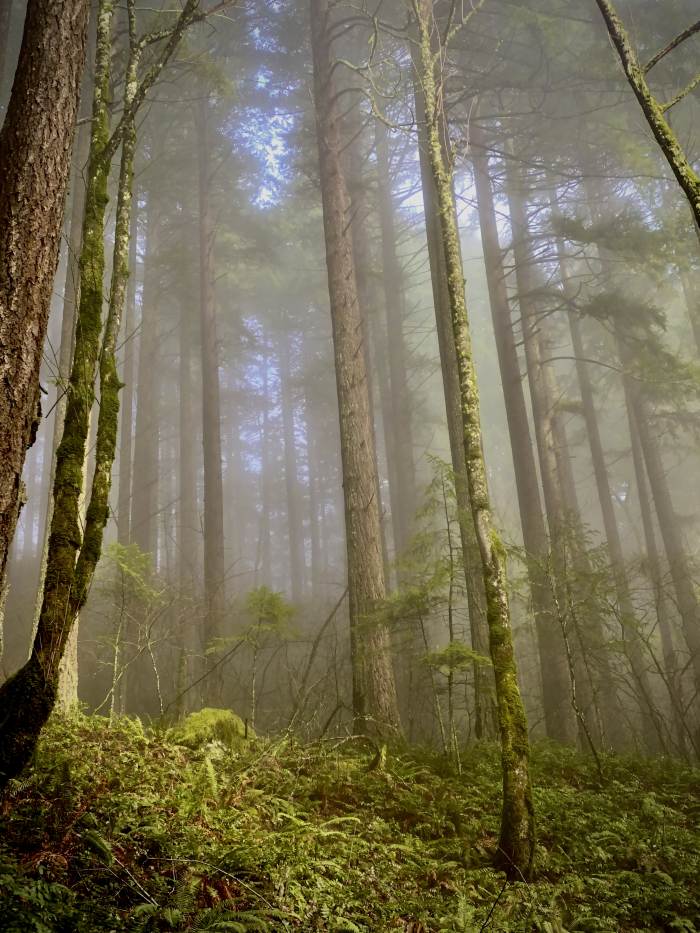 Hamilton Mountain Trail