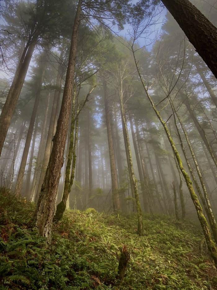 Hamilton Mountain Trail