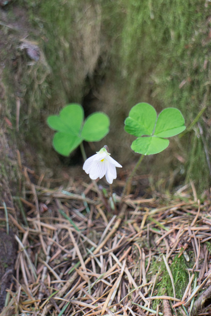 Palmeer Mill Road area