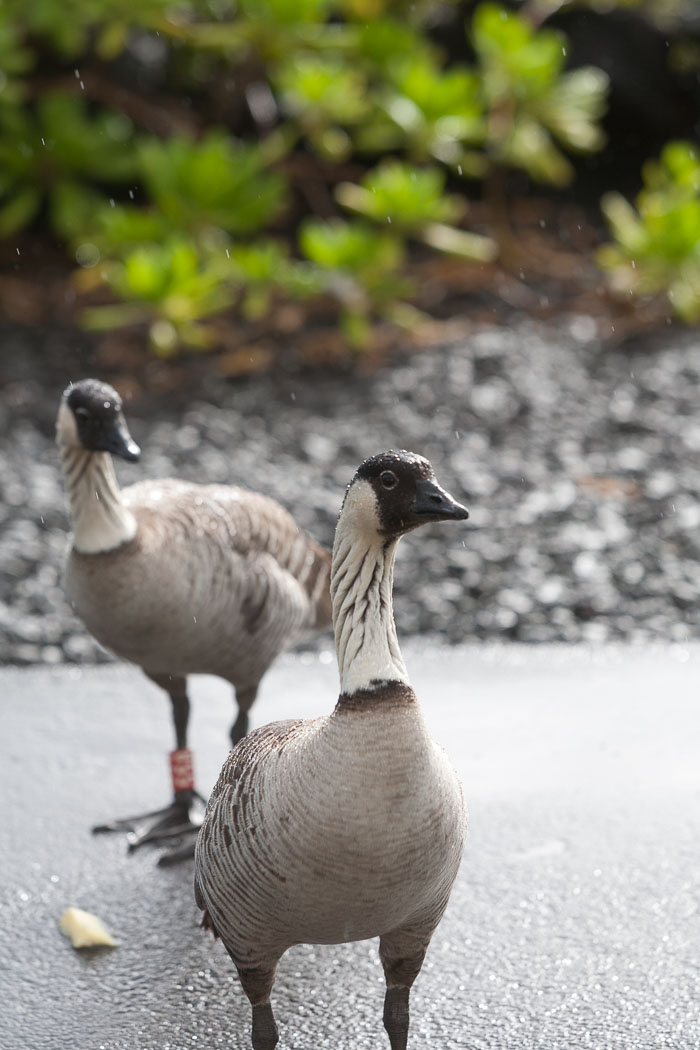 Hale O'kealohs House
