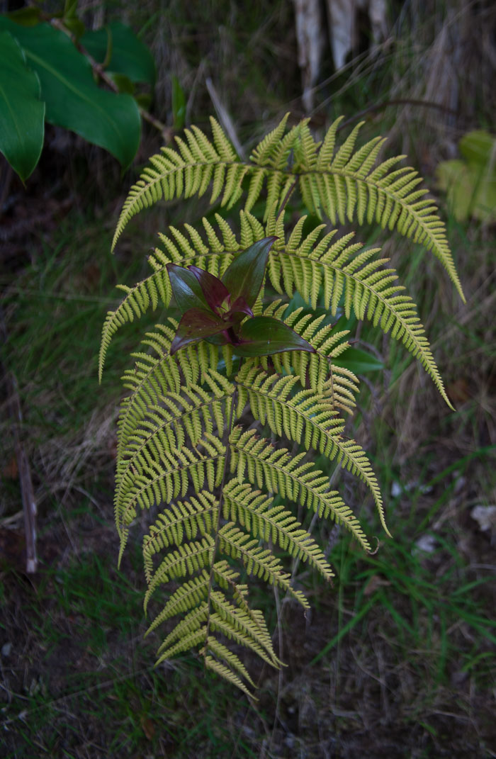 Hawaii Volcanos National Park