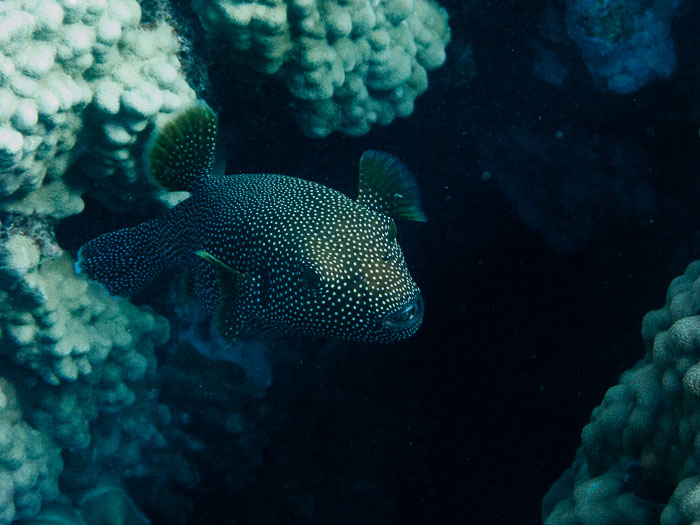 Waiopae Kapoho tide pools