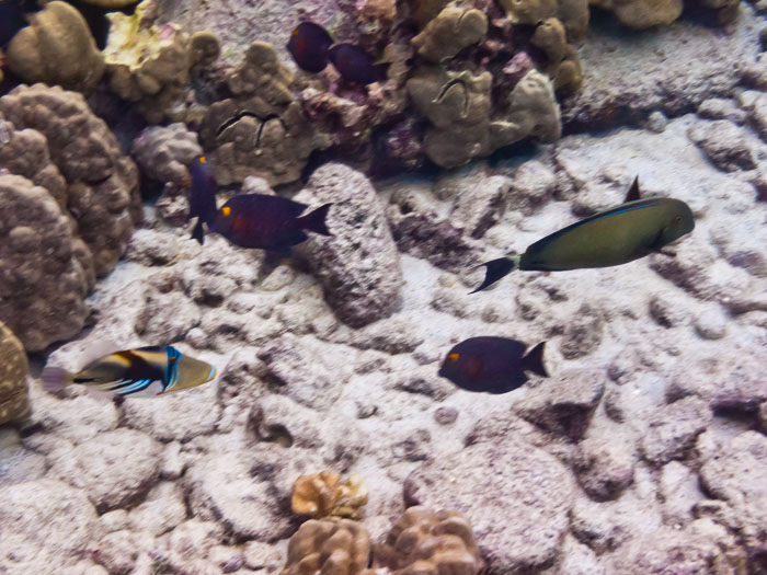 Pu'uhonua o Honaunau Bay (Two Step)
