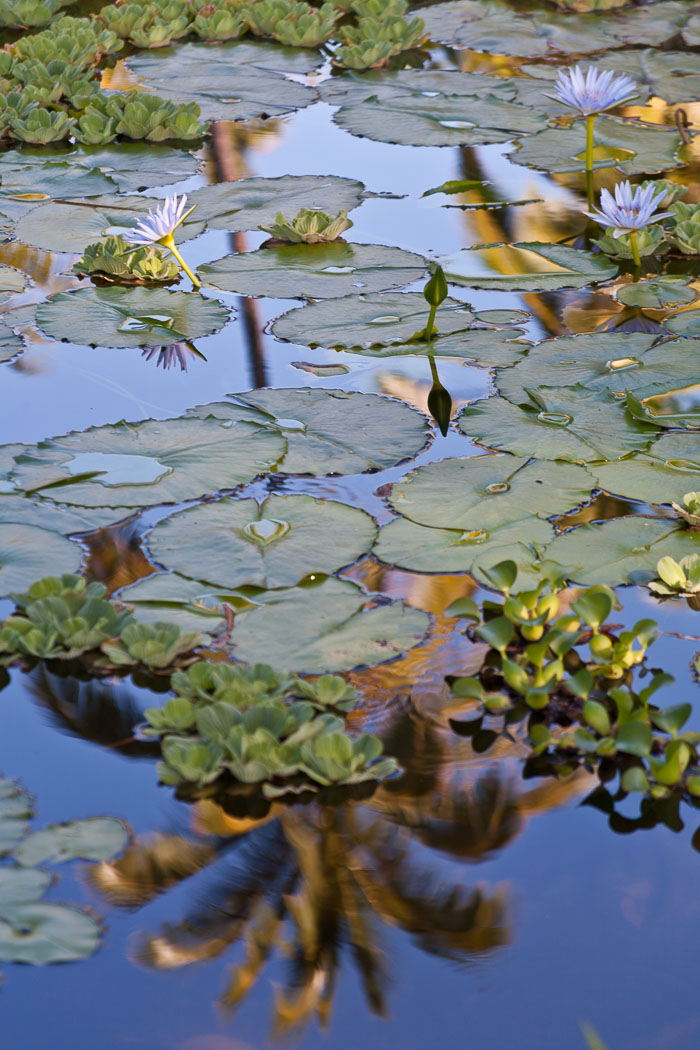 Punaluu Black Sand Beach