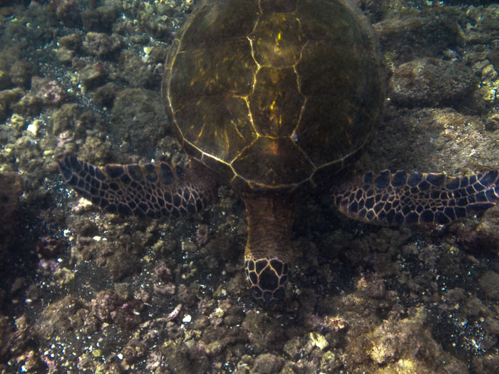 Richardson’s Ocean Park