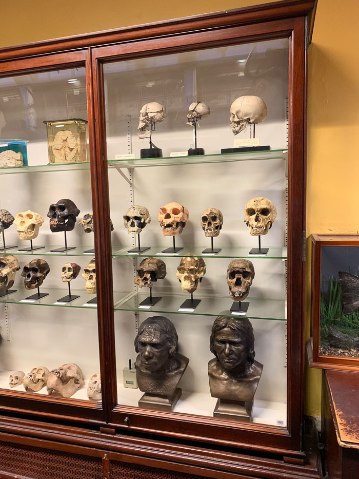 The Dead Zoo