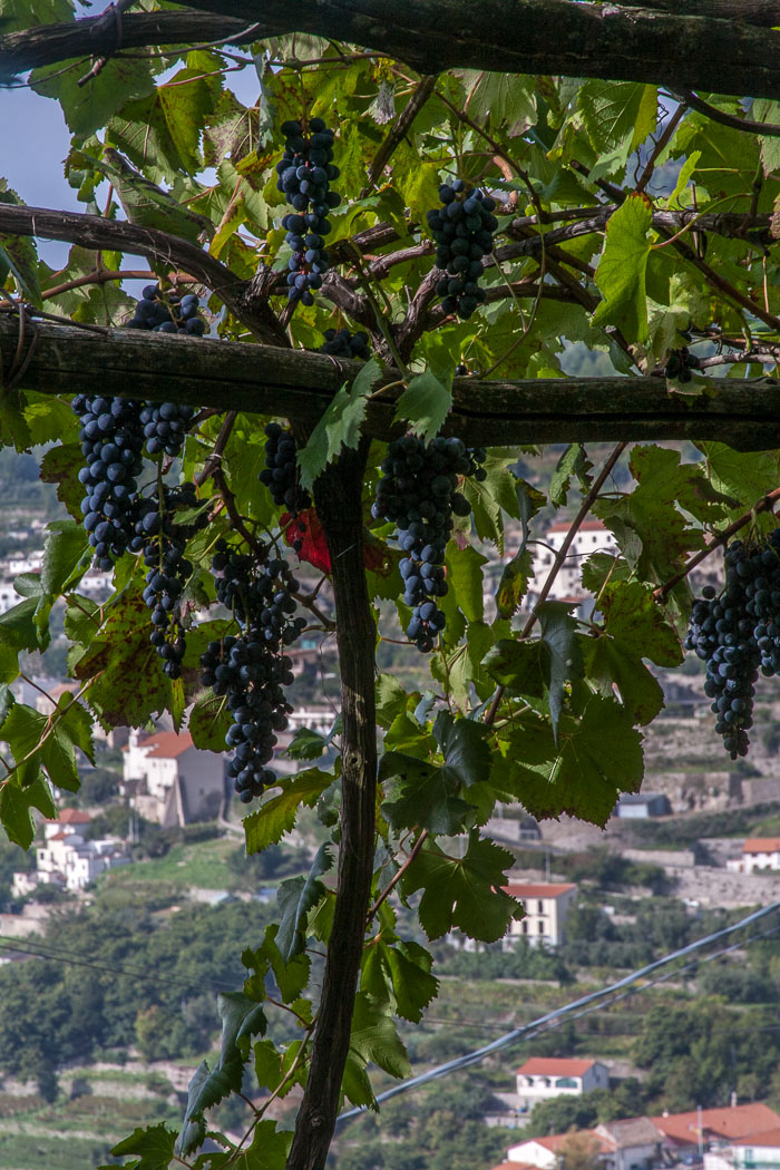 Agriturismo Monte Brusara