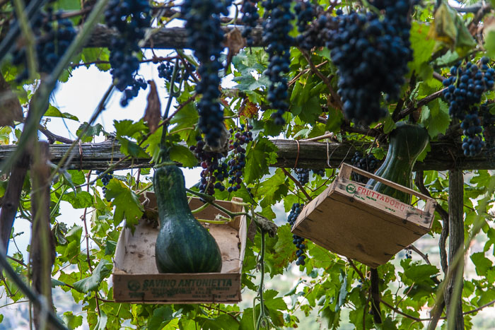 Agriturismo Monte Brusara