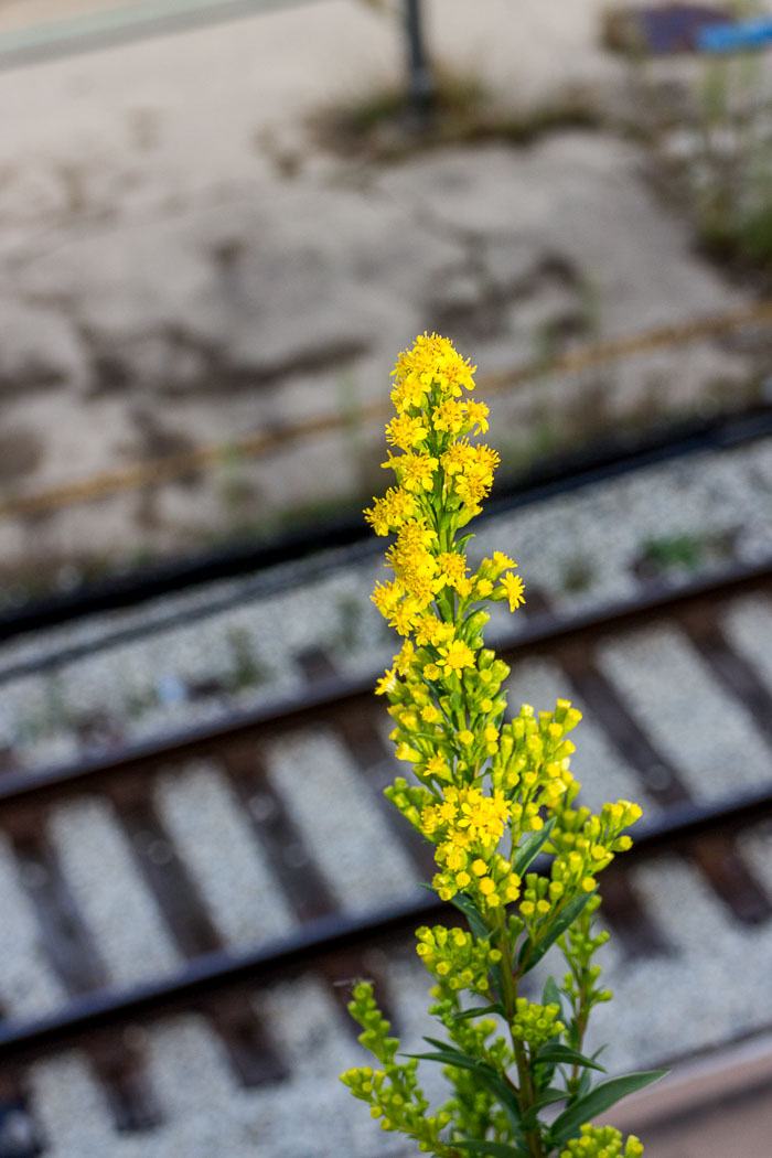 Chicago - Marco Navarro Memorial Photo tour