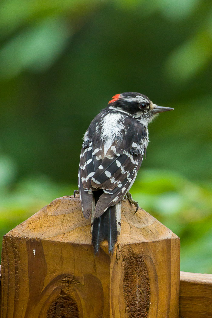 Small lives in Madison