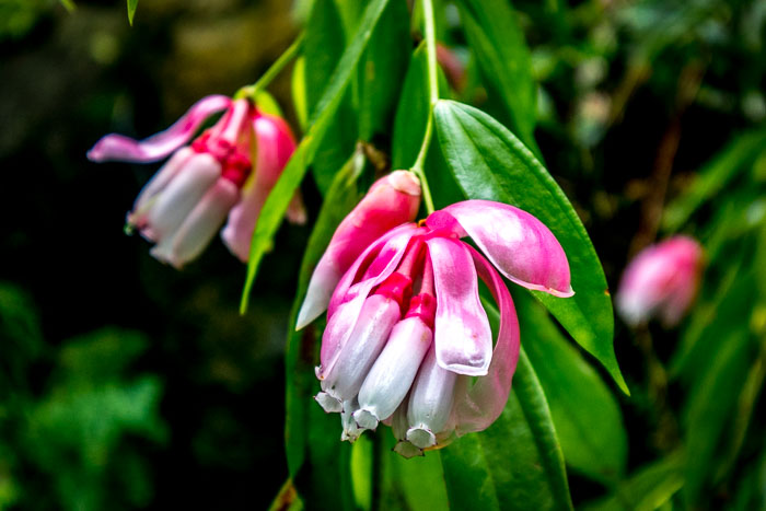New York Botanical Gardens