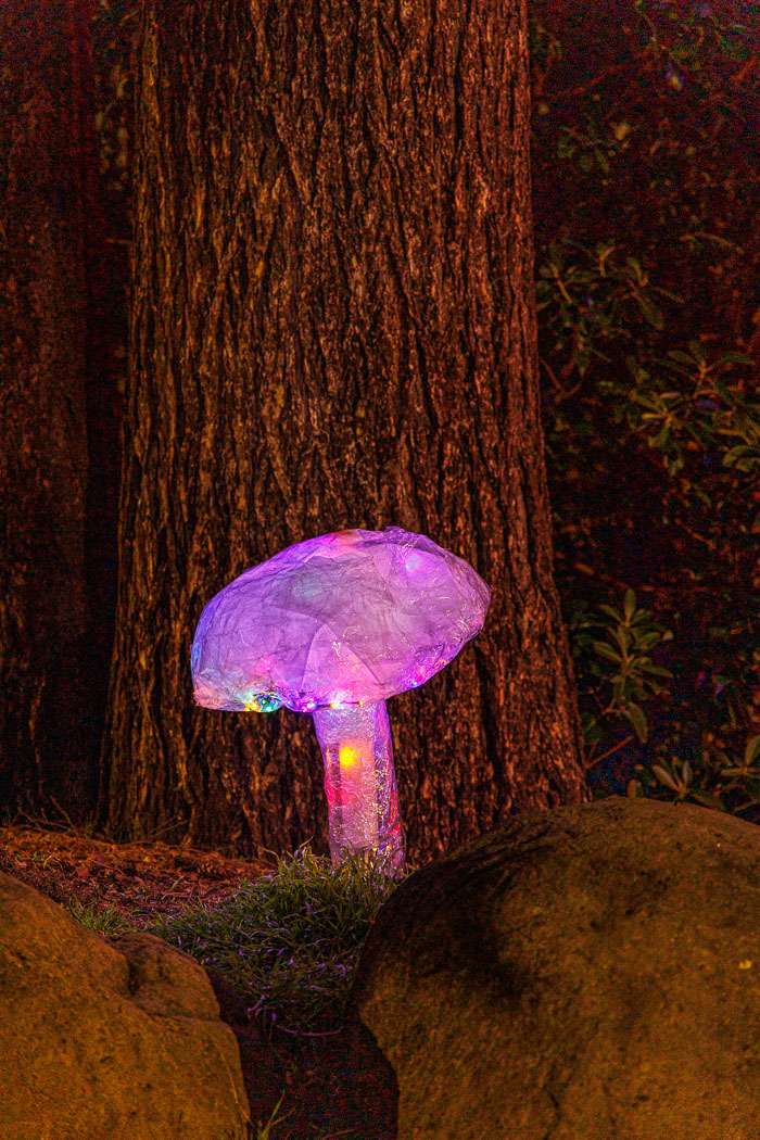 PDXlights