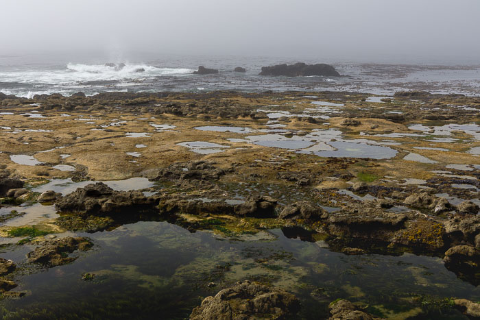 Botanical Beach