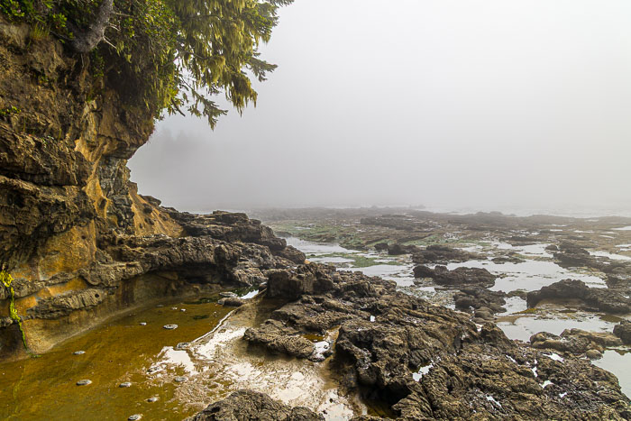 Botanical Beach