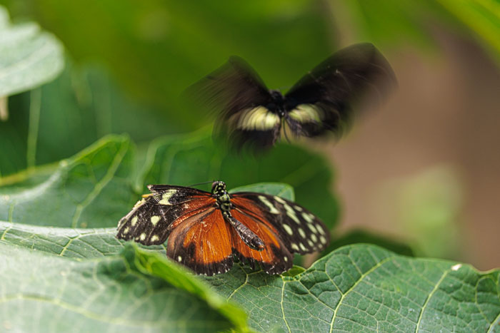 Victoria Butterfly Gardens