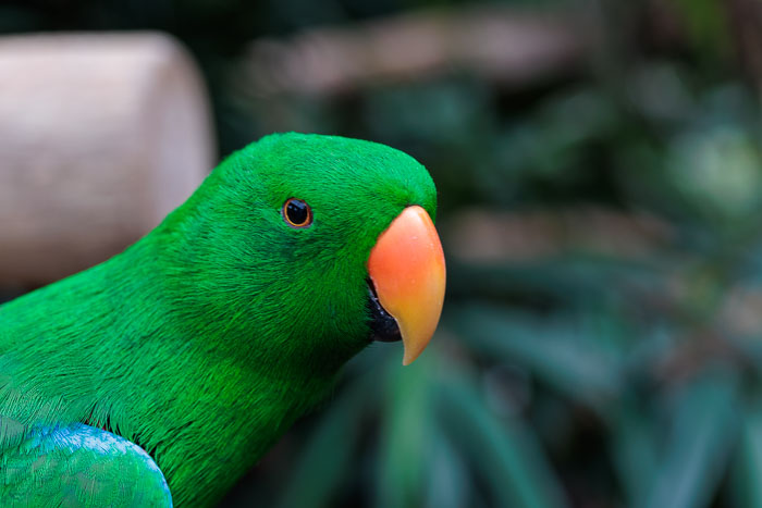 Victoria Butterfly Gardens