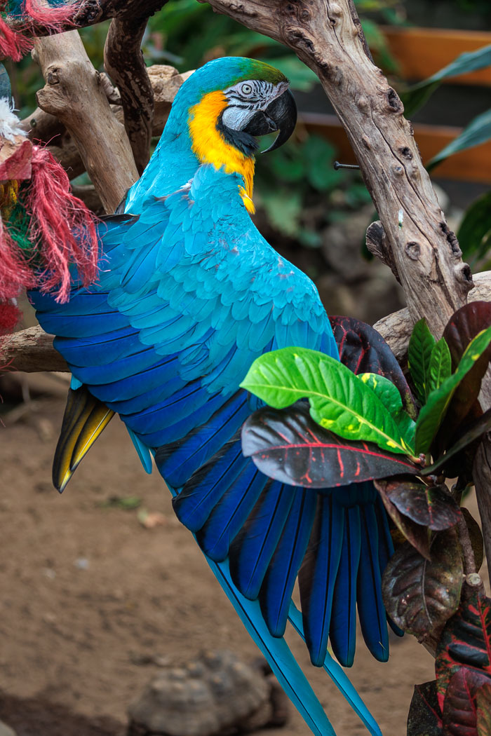 Victoria Butterfly Gardens