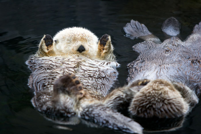 Vancouver Aquarium