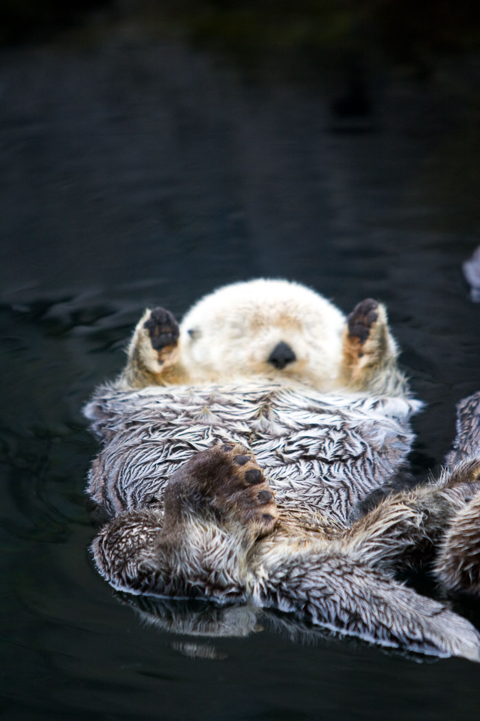 Vancouver Aquarium